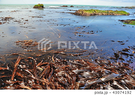 昆布　海岸　海 43074192