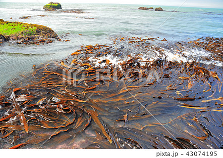 昆布　海岸　海 43074195