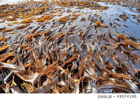 昆布　海岸　海 43074196