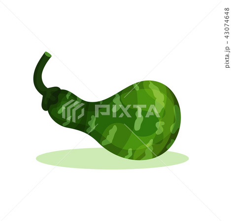 Flat vector icon of small bright green pumpkin. Healthy food. Agricultural plant. Organic farm 43074648