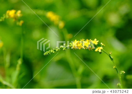 キンミズヒキ 43075242