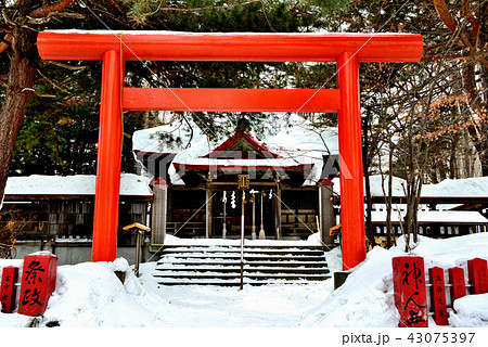 冬の札幌伏見稲荷神社の拝殿 43075397