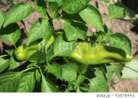 sweet Italian peppers ripening in the plant 43076443