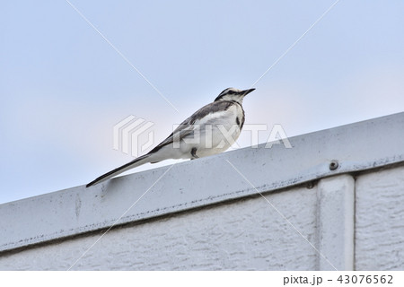 ハクセキレイ ハクセキレイ 43076562