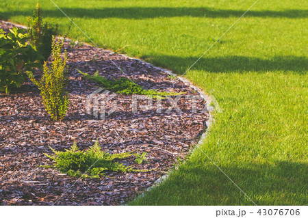 Garden lawn and bark in flowerbed. Garden lawn and bark in flowerbed. 43076706