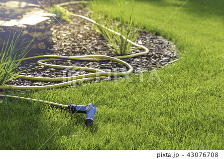 Rubber garden hose laying on lawn and bark 43076708