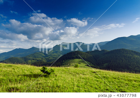 Carpathian mountain landscape 43077798