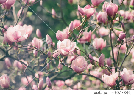 Magnolia spring flowers Magnolia spring flowers 43077846