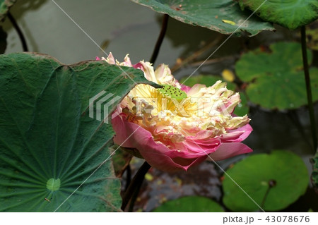 Beautiful lotus flowers in tropical 43078676
