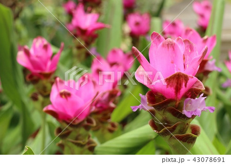 Siam tulip flowers in tropical 43078691