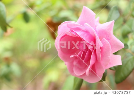 Pink rose in tropical Pink rose in tropical 43078757