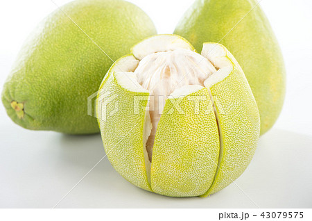 ユズ 柚 文旦 43079575