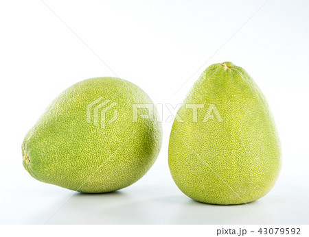 ユズ 柚 文旦 43079592