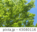 空に緑 43080116