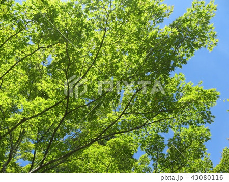 空に緑 空に緑 43080116