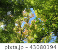秋の紅葉がちらっと 43080194