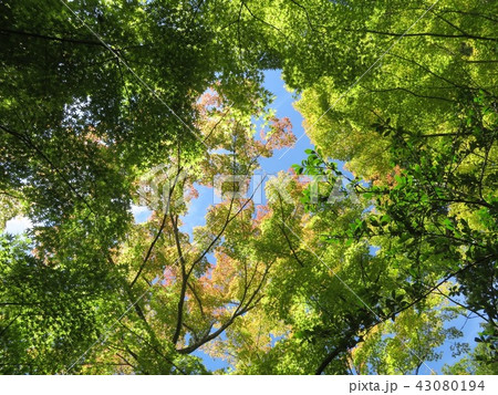 秋の紅葉がちらっと 秋の紅葉がちらっと 43080194