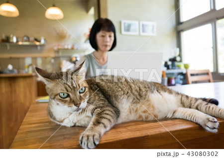 working at home with her cat working at home with her cat 43080302