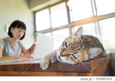 working at home with her cat working at home with her cat 43080303