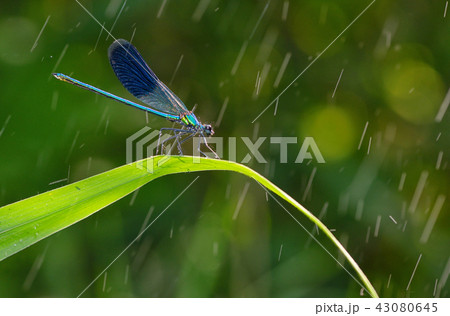 dragonfly in forest (coleopteres splendens) 43080645