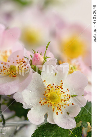 Pink wild rose (Rosa canina) Pink wild rose (Rosa canina) 43080649
