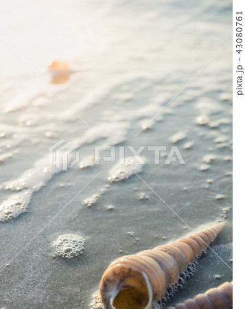 Shells on the beach. On the beach we will see many 43080761