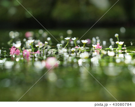 夏とせせらぎ 夏とせせらぎ 43080784