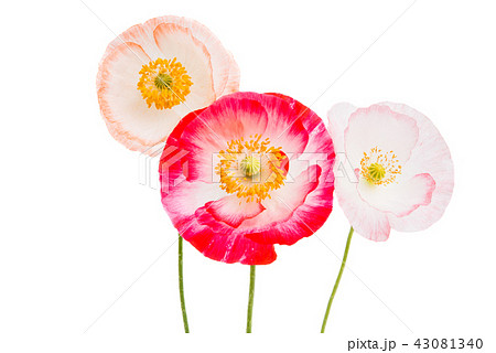 poppy isolated 43081340