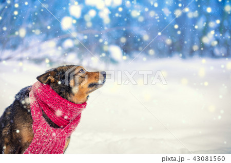 Dog wearing knitted scarf in snowfall in winter Dog wearing knitted scarf in snowfall in winter 43081560