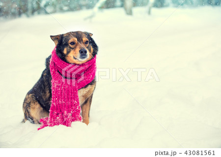 Dog dressed in a knitted scarf sits on the snow Dog dressed in a knitted scarf sits on the snow 43081561