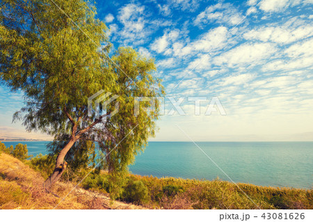 Landscape with alone tree on the seashore 43081626