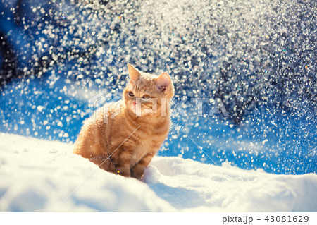 Red little kitten sitting in snow during snowfall Red little kitten sitting in snow during snowfall 43081629