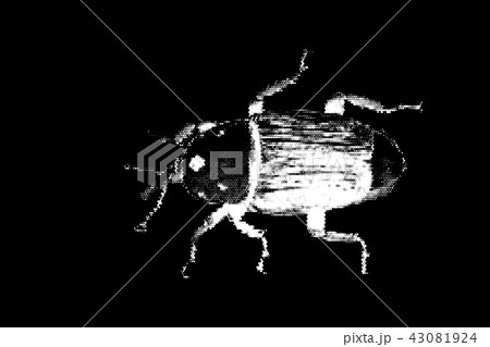 Weevil. Isolated on black background. Vector Weevil. Isolated on black background. Vector 43081924