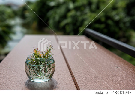plant on small glass flower pot plant on small glass flower pot 43081947