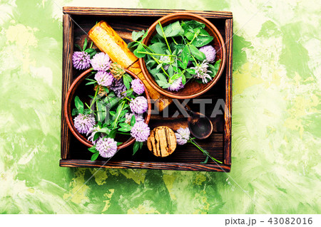 Wild flower clover 43082016