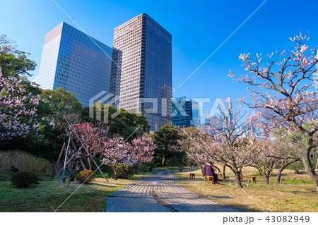 旧芝離宮恩賜庭園 春 旧芝離宮恩賜庭園 春 43082949