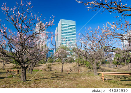 旧芝離宮恩賜庭園 春 旧芝離宮恩賜庭園 春 43082950