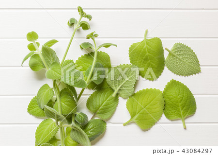 Plectranthus argentatus. Silver spurflower. 43084297