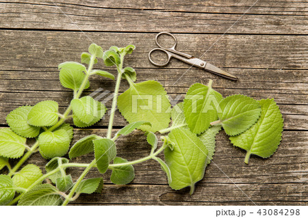 Plectranthus argentatus. Silver spurflower. 43084298