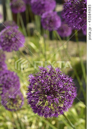 アリウム ギガンチューム ニンニクの花 アリウム ギガンチューム ニンニクの花 43084985
