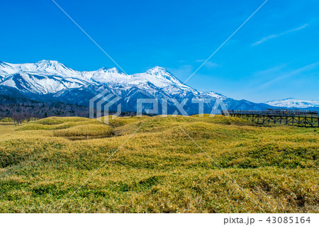 春の知床(知床五湖) 春の知床(知床五湖) 43085164
