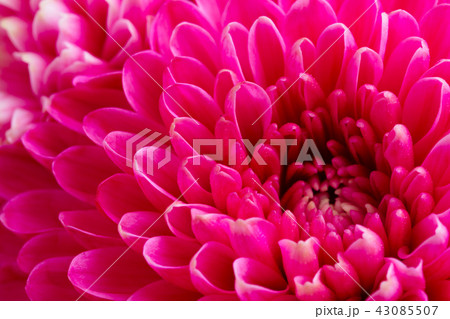 blue chrysanthemum flowers 43085507