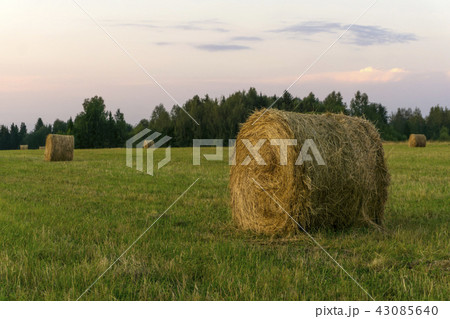 round bales of hay on a beveled meadow 43085640