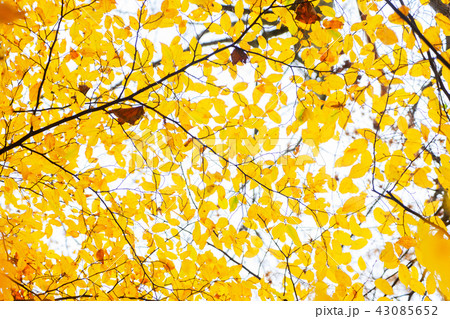 Vibrant fall foliage 43085652