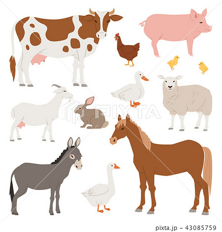Different home farm vector animals and birds like cow, sheep, pig, duck farmland set illustration 43085759