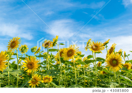 西大山駅とひまわり畑な 43085800