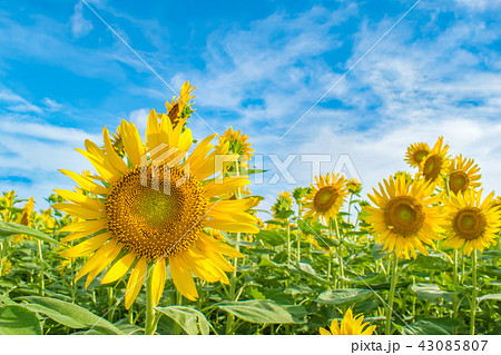 西大山駅とひまわり畑な 西大山駅とひまわり畑な 43085807