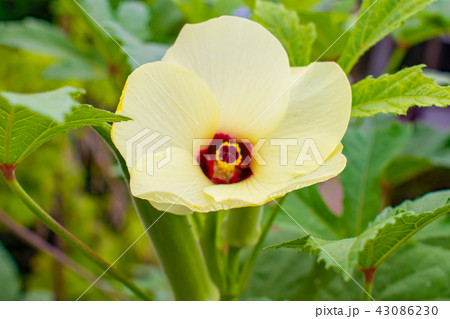 オクラの花 43086230