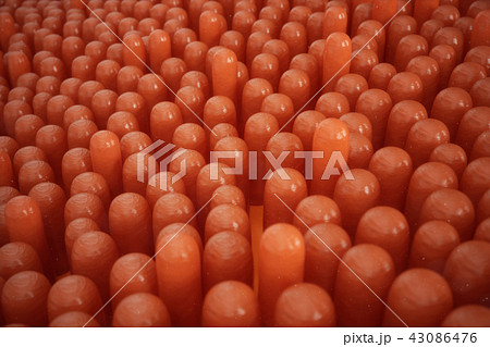 3D illustration Intestinal villi. Intestine lining. Microscopic capillary. Human intestine. Concept 43086476