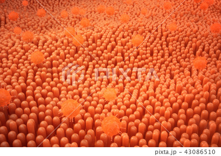 3D illustration Intestinal villi. Intestine lining. Microscopic capillary. Human intestine. Concept 43086510